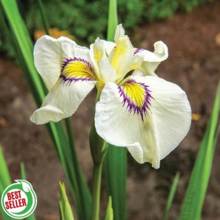 Cats Eye Iris Thumbnail